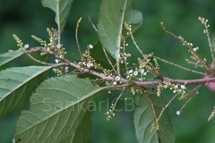 Maesa indica
